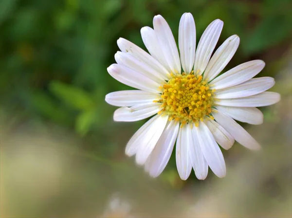 Nahaufnahme Weiße Blütenblätter Gemeinsame Gänseblümchen Blume Oxeye Daisy Garten Mit — Stockfoto