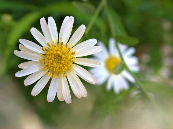 Nahaufnahme Weiße Blütenblätter Gemeinsame Gänseblümchen Blume Oxeye Daisy Garten Mit — Stockfoto