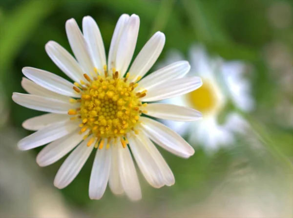 Detailní Bílé Okvětní Lístky Obyčejné Sedmikrásky Květina Oko Sedmikráska Zahradě — Stock fotografie