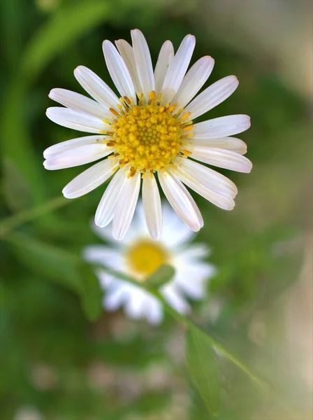 Szoros Fehér Szirmok Közös Százszorszép Virág Oxeye Margaréta Kertben Puha — Stock Fotó