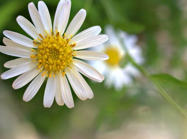 Nahaufnahme Weiße Blütenblätter Gemeinsame Gänseblümchen Blume Oxeye Daisy Garten Mit — Stockfoto