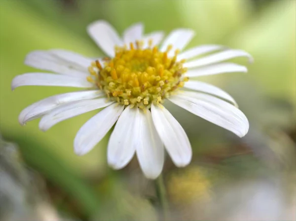 Detailní Bílé Okvětní Lístky Obyčejné Sedmikrásky Květina Oko Sedmikráska Zahradě — Stock fotografie