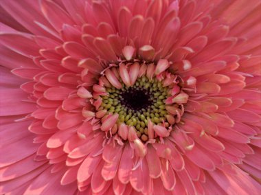 Kapalı makro turuncu papatya çiçekleri (Transvaal) çiçekleri parlak bulanık arkaplan, kart tasarımı için tatlı renk