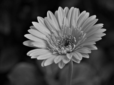 Yakın plan Gerbera papatya çiçeği (Transvaal) bahçede siyah beyaz resim, eski tarz fotoğraf, makro resim