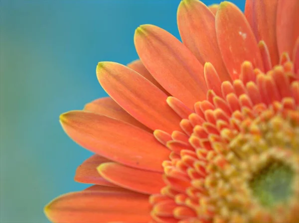 Gerbera papatya çiçeğinin yakın plan portakal yaprakları (Transvaal papatya), makro resim, kart tasarımı için tatlı renk