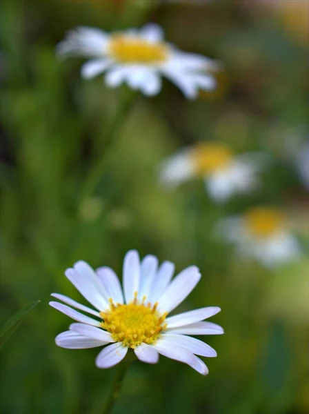 Detailní Bílé Okvětní Lístky Obyčejné Sedmikrásky Květina Oxeye Sedmikráska Rostliny — Stock fotografie