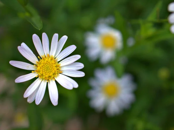 Nahaufnahme Weiße Blütenblätter Gewöhnliche Gänseblümchenblume Oxeye Daisy Pflanzen Garten Mit — Stockfoto
