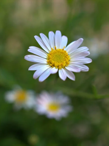 Κοντινό Πλάνο Λευκά Πέταλα Κοινή Μαργαρίτα Λουλούδι Μαργαρίτα Οξειδίων Φυτά — Φωτογραφία Αρχείου