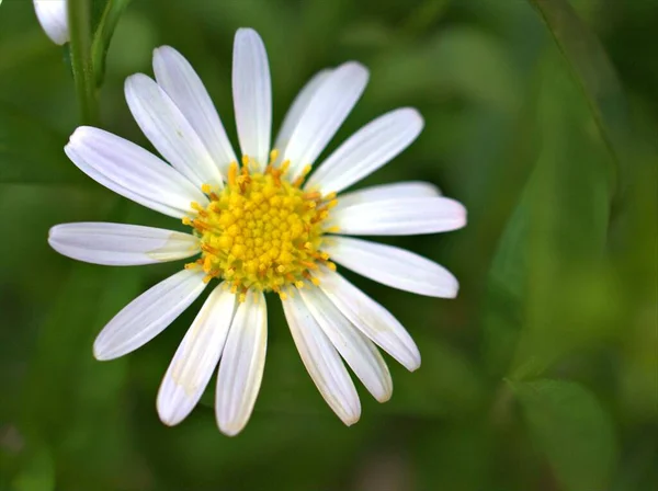 Petali Bianchi Primo Piano Comuni Margherita Fiore Oxeye Margherita Piante — Foto Stock