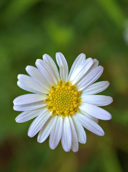 Gros Plan Pétales Blancs Fleur Marguerite Commune Marguerite Oxeye Plantes — Photo