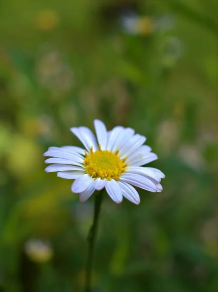 Κοντινό Πλάνο Λευκά Πέταλα Κοινή Μαργαρίτα Λουλούδι Μαργαρίτα Οξειδίων Φυτά — Φωτογραφία Αρχείου