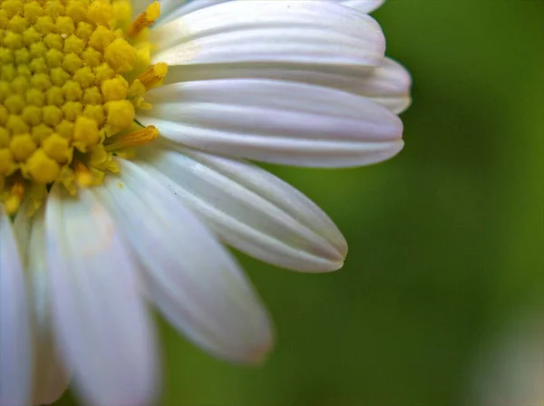 Closeup Pétalas Brancas Flor Margarida Comum Margarida Oxeye Plantas Jardim — Fotografia de Stock