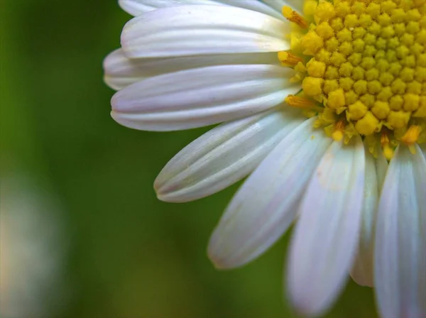 Szoros Fehér Szirmok Közös Százszorszép Virág Oxeye Margaréta Növények Kertben — Stock Fotó