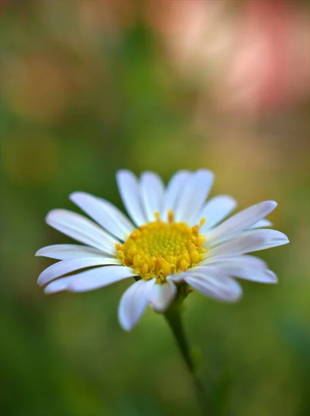 Szoros Fehér Szirmok Közös Százszorszép Virág Oxeye Margaréta Növények Kertben — Stock Fotó