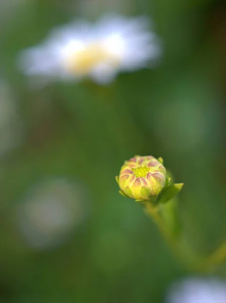 Zbliżenie Biały Wspólny Stokrotka Oxeye Stokrotka Pączek Kwiat Rośliny Ogrodzie — Zdjęcie stockowe