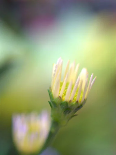Kapalı Beyaz Papatya Öküz Gözlü Papatya Tomurcuk Çiçekleri Bahçede Renkli — Stok fotoğraf