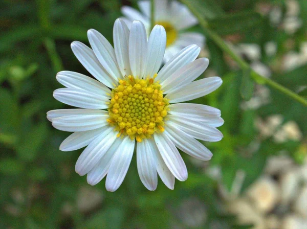 Closeup Pétalas Brancas Flor Margarida Comum Margarida Oxeye Plantas Jardim — Fotografia de Stock