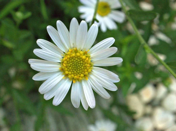 Nahaufnahme Weiße Blütenblätter Gewöhnliche Gänseblümchenblume Oxeye Daisy Pflanzen Garten Mit — Stockfoto
