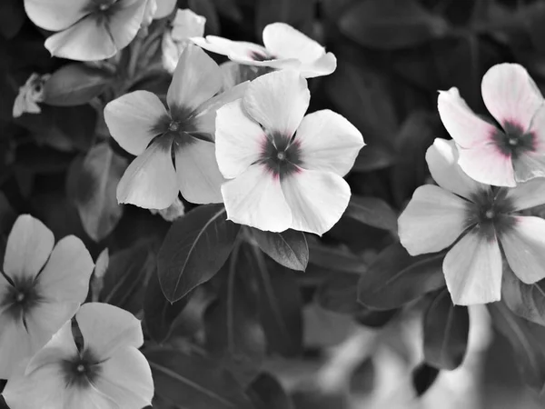Nahaufnahme Periwinkle Blumen Garten Mit Schwarz Weiß Bild Altes Foto — Stockfoto