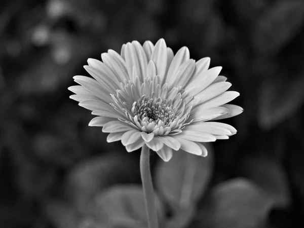 园中的Closeup Gerbera菊花 Transvaal 带有黑白图像 老式照片 宏观图像 — 图库照片