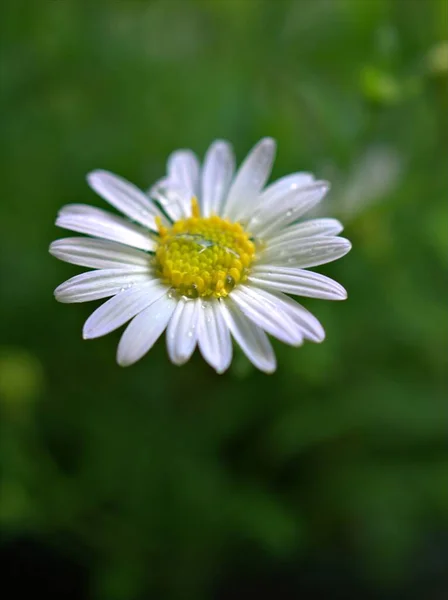 Closeup Λευκό Κοινή Μαργαρίτα Μαργαρίτα Oxeye Λουλούδι Στον Κήπο Σταγόνες — Φωτογραφία Αρχείου