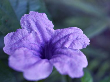 Yakın plan mor Ruellia Simplex (tüberosa) (yabani petunya) çiçek bitkileri yeşil arka plan, makro görüntü, tatlı renk
