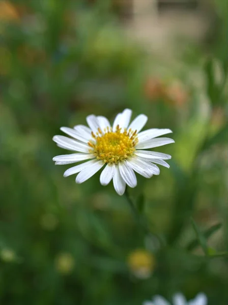 Szoros Fehér Közös Százszorszép Oxeye Margaréta Virág Kertben Vízcseppek Élénk — Stock Fotó