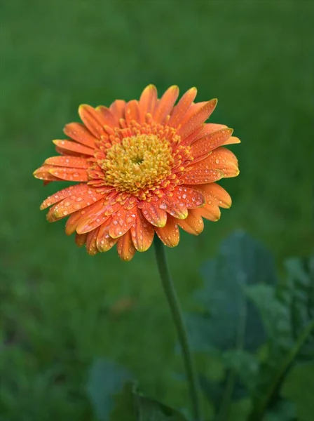 水滴和绿色明亮背景 色泽甘甜的葛白菊花植物 Transvaal 的伞形大型橙色花瓣 — 图库照片