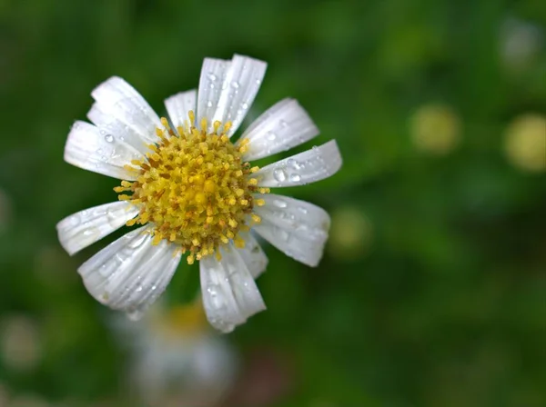 Крупный План Белый Обыкновенный Маргаритка Oxeye Маргаритки Цветок Саду Капли — стоковое фото