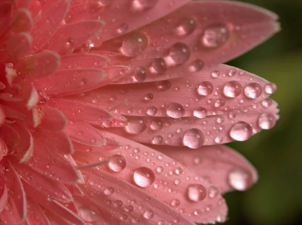 Nahaufnahme Makro Rosa Blütenblätter Von Gerbera Gänseblümchen Transvaal Mit Wassertropfen — Stockfoto