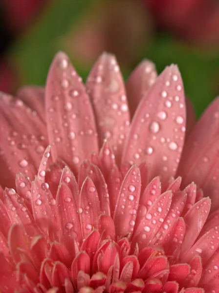 Fechar Macro Pétalas Rosa Gerbera Flores Margarida Transvaal Com Gotas — Fotografia de Stock