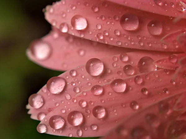 Closeup Macro Pink Petals Gerbera Daisy Flowers Transvaal Water Drops — Stock Photo, Image