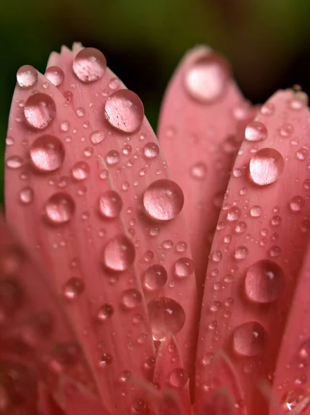 Closeup Macro Pink Petals Gerbera Daisy Flowers Transvaal Water Drops — Stock Photo, Image