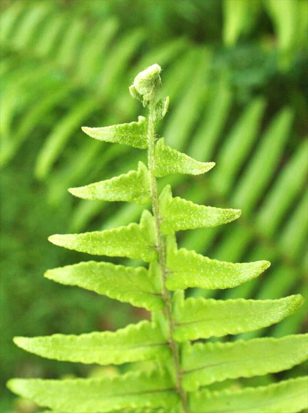 Gros Plan Feuille Verte Fougère Dans Jardin Avec Flou Macro — Photo