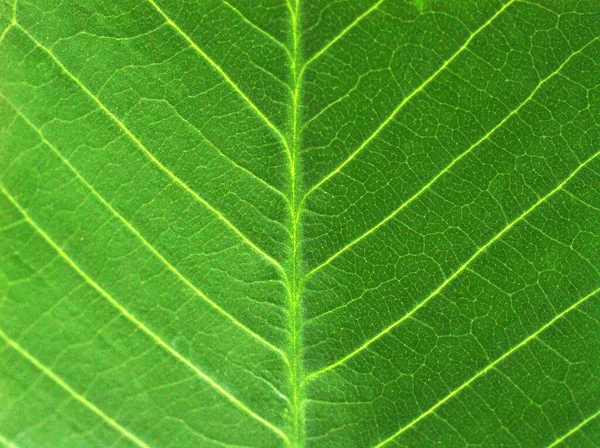 Closeup Folha Verde Planta Com Detalhe Imagem Macro Para Projeto — Fotografia de Stock