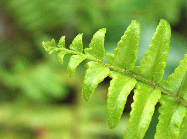 Gros Plan Feuille Verte Fougère Dans Jardin Avec Flou Macro — Photo