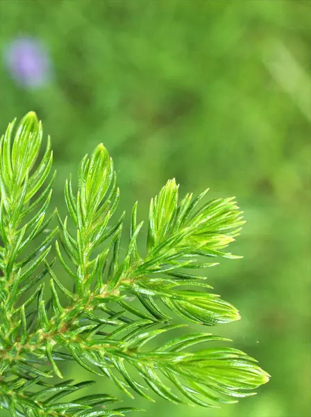 Nahaufnahme Makro Grünes Blatt Der Kiefer Mit Grün Verschwommenem Hintergrund — Stockfoto