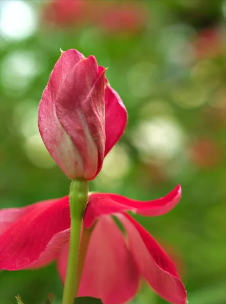緑の背景 甘い色 カードデザインのためのソフトフォーカスがぼやけて庭でピンクのペリウィンクルマダガスカルの花のマクロ花びらを閉じます — ストック写真