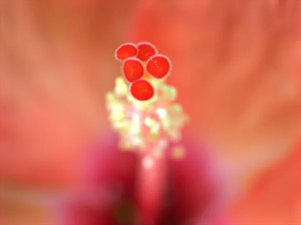 Kapalı Kırmızı Sarı Turuncu Hibiscus Çiçeği Poleni Yumuşak Odaklı Parlak — Stok fotoğraf