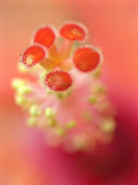閉じた赤 オレンジハイビスカスの花の黄色の花粉ソフトフォーカスと明るいぼやけた背景 詳細マクロ画像 カードデザインのための甘い色 — ストック写真