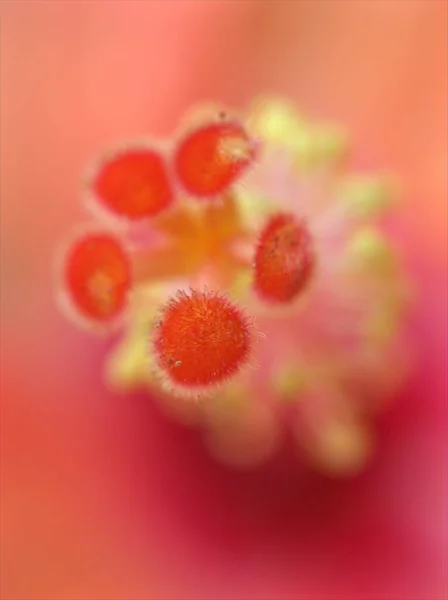 Gros Plan Pollen Rouge Jaune Fleur Hibiscus Orange Avec Foyer — Photo