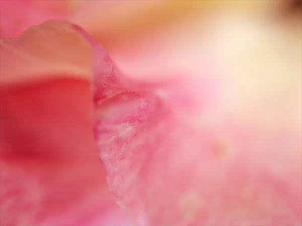 Närbild Rosa Kronblad Öken Ros Blomma Med Mjuk Fokus Och — Stockfoto