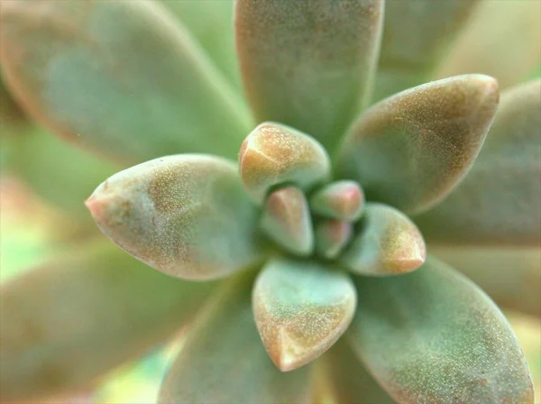 Nahaufnahme Echeveria Grüne Blütenblätter Der Saftigen Pflanze Mit Weichem Fokus — Stockfoto