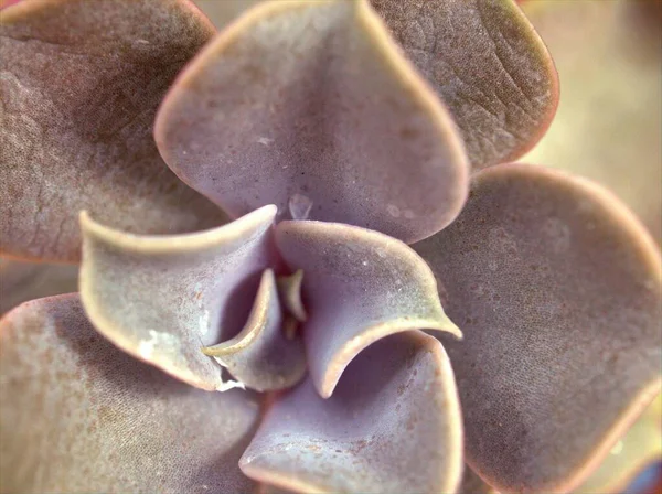 Nahaufnahme Makro Sukkulente Ghot Pflanze Graptopetalum Paraguayense Kakteen Wüstenpflanzen Mit — Stockfoto