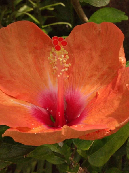 Gros Plan Orange Pétales Jaunes Pollen Plantes Fleurs Hibiscus Avec — Photo