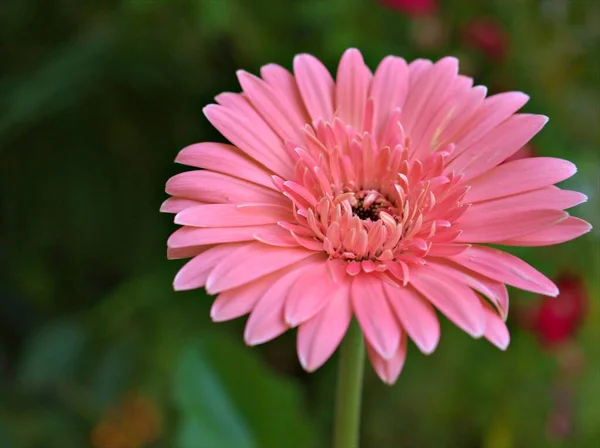 Fechar Pétalas Rosa Gerbera Flor Margarida Transvaal Margarida Plantas Com — Fotografia de Stock