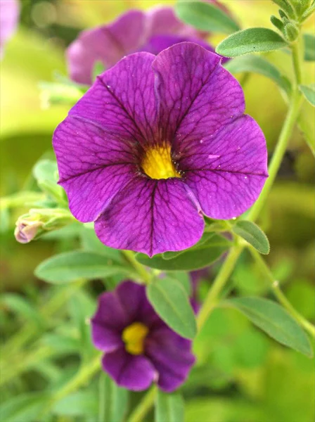 Detailní Fialové Okvětní Lístky Fialové Petúnie Květiny Rostliny Zahradě Měkkým — Stock fotografie