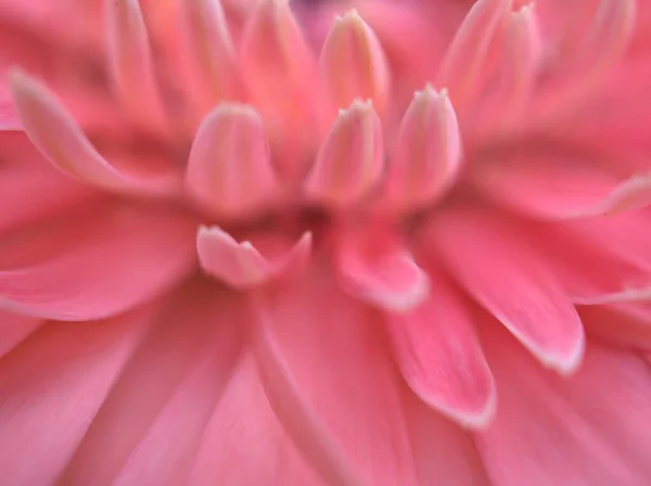 Detailní Růžové Okvětní Lístky Obyčejné Sedmikrásky Příčné Květina Jasně Rozmazaným — Stock fotografie