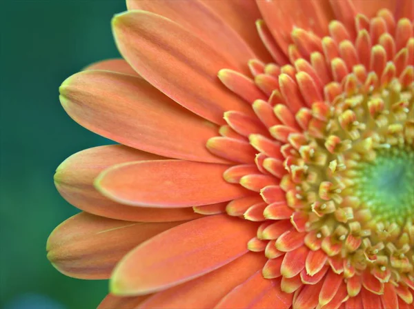 Closeup Orange Petals Gerbera Daisy Transvaal Flower Bright Background Macro — Stock Photo, Image