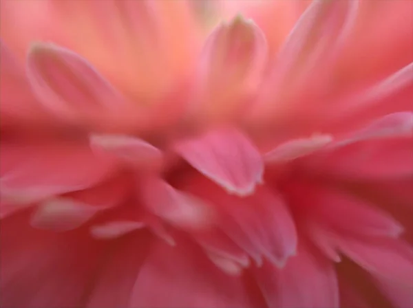 Närbild Rosa Kronblad Vanlig Tusensköna Transvaal Blomma Med Ljusa Suddig — Stockfoto